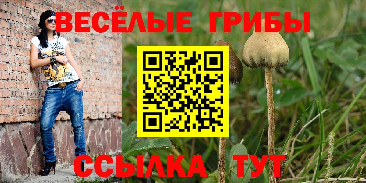 Галлюциногенные грибы Psilocybe  Вход с VPN  Тихорецк 